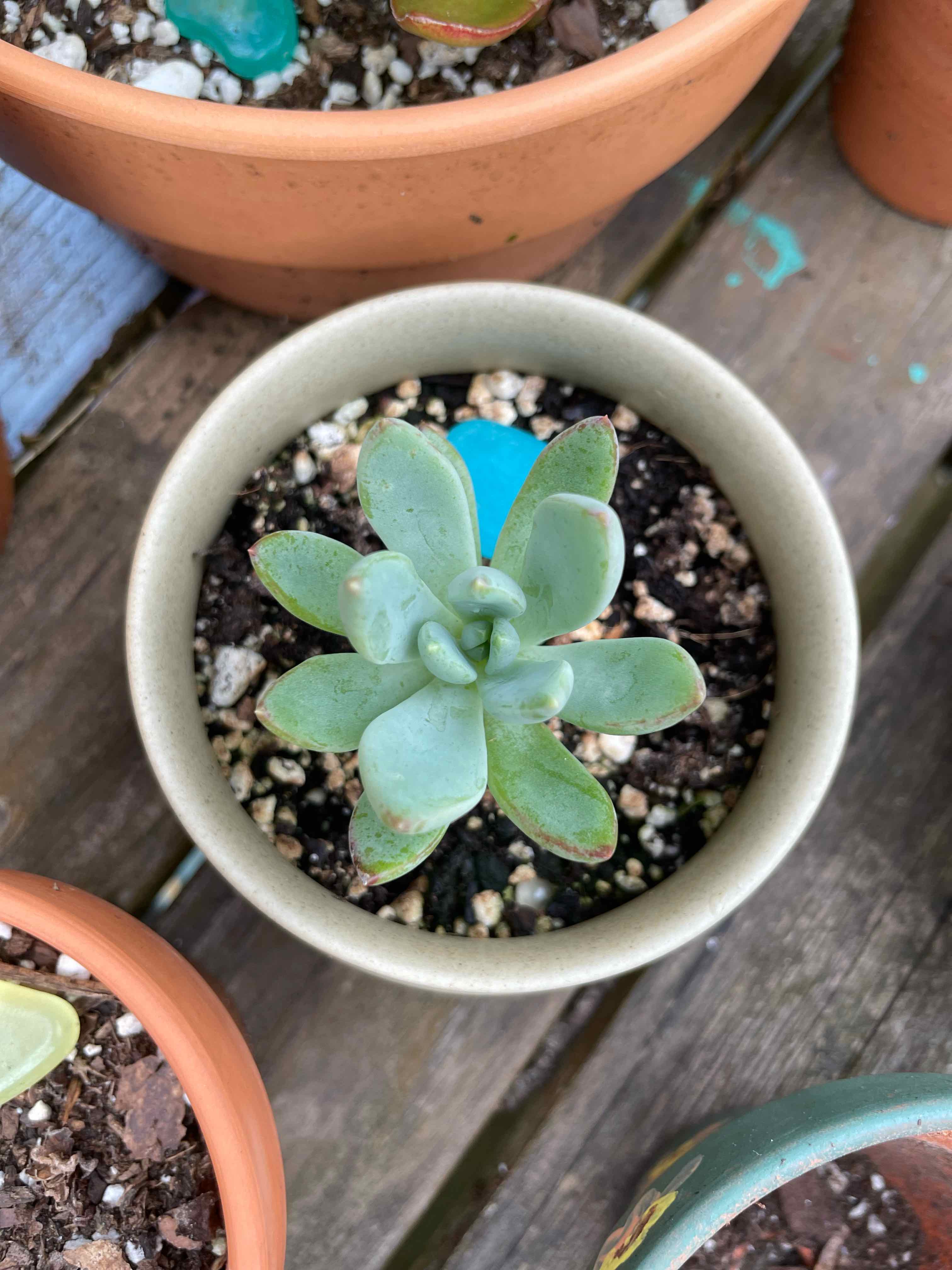 Bright Green Dudleya succulent in a pot with visible soil, well-framed and in focus.