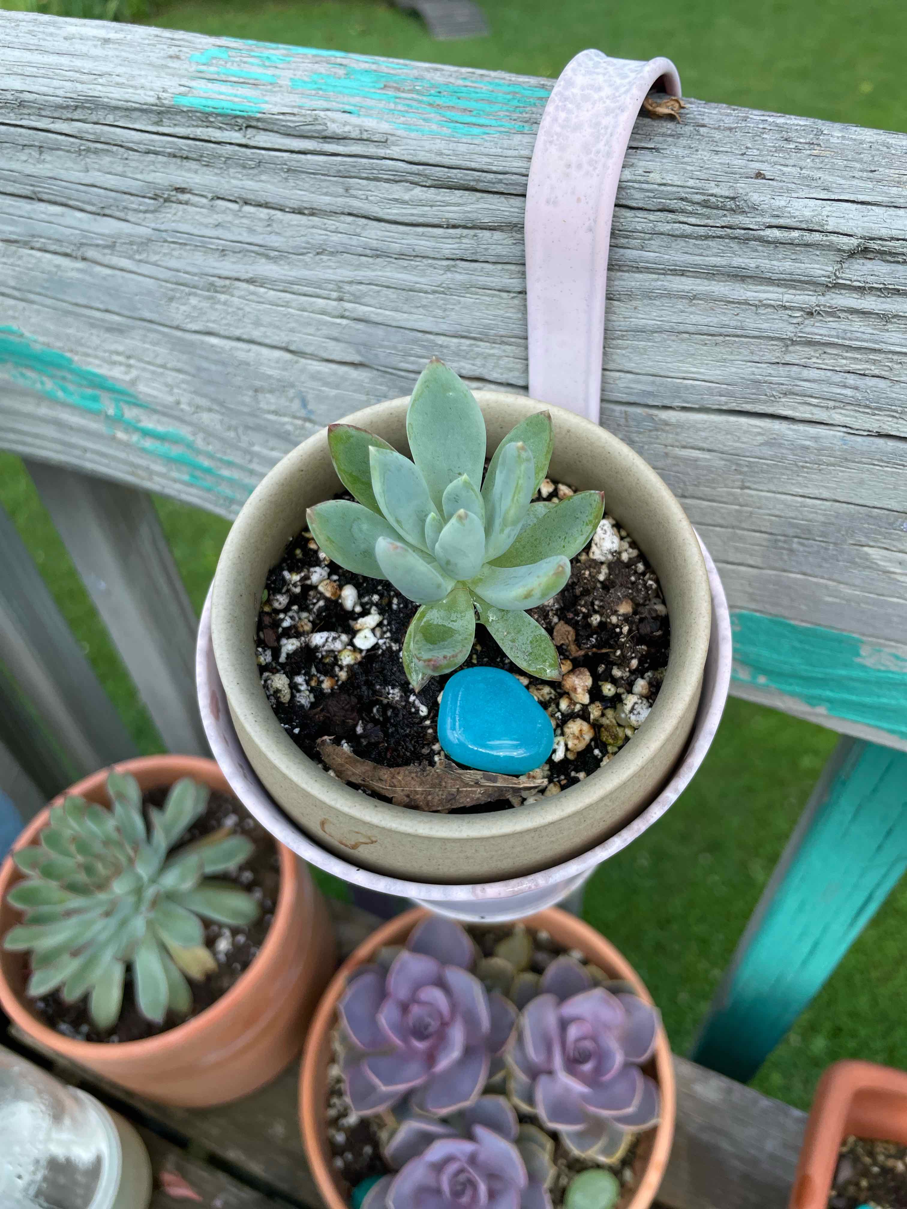 Bright Green Dudleya succulent in a pot with visible soil, surrounded by other potted plants.