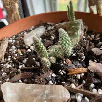 Bunny Ears Cactus plant in Raleigh, North Carolina