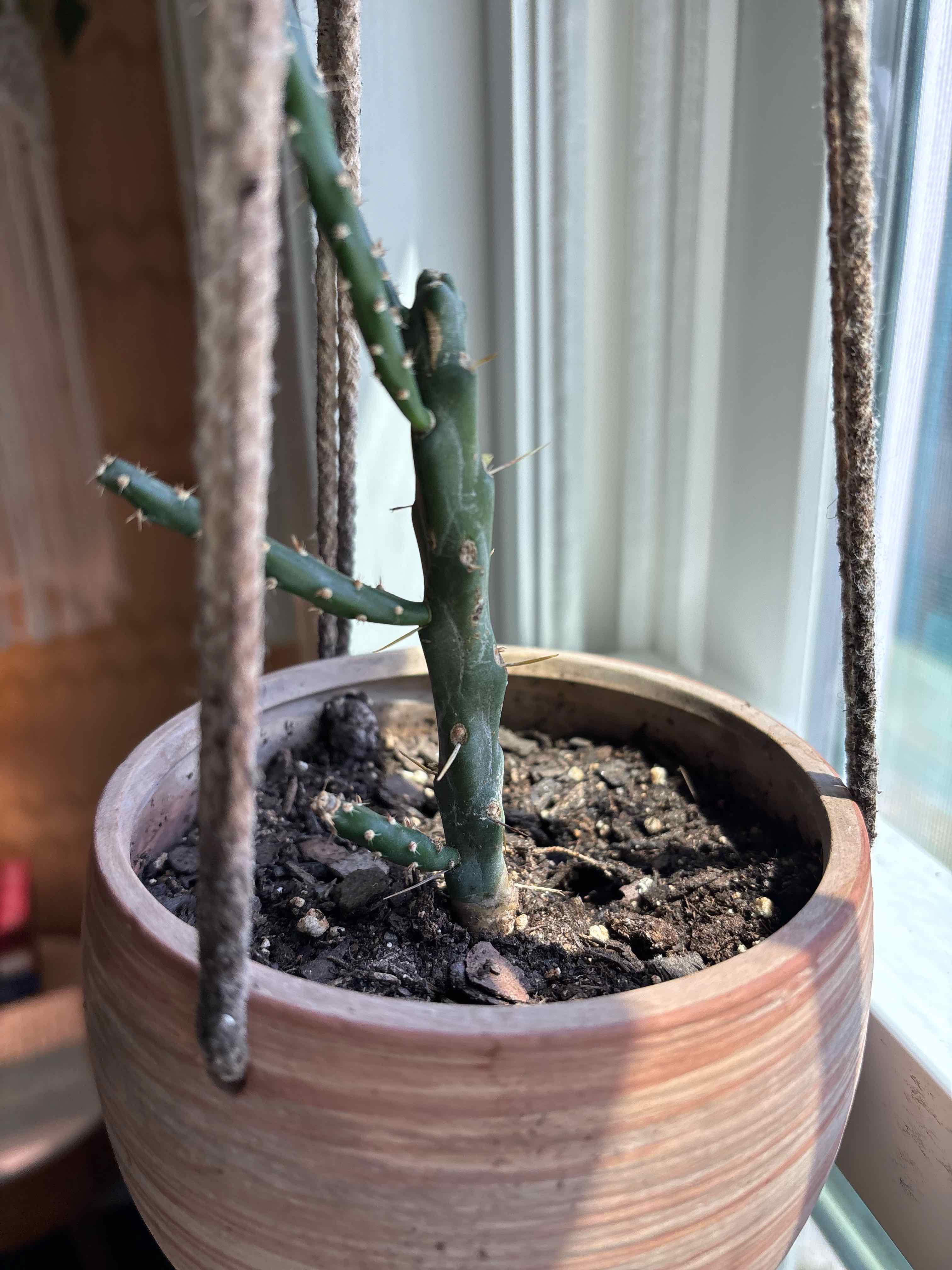 Photo of the plant species Klein's Cholla by @Hilly99 named Calvin on Greg, the plant care app