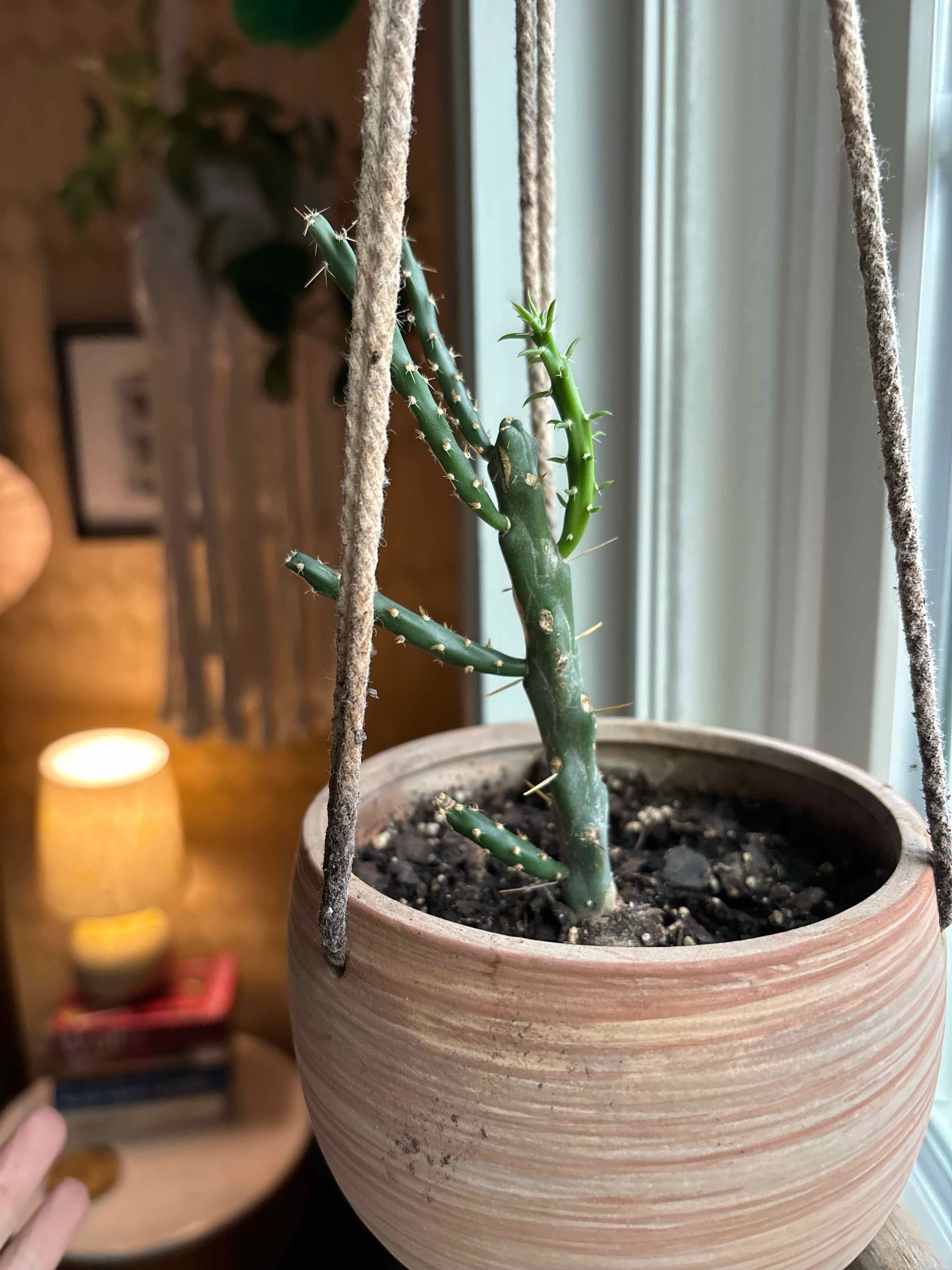 Photo of the plant species Klein's Cholla by @Hilly99 named Calvin on Greg, the plant care app