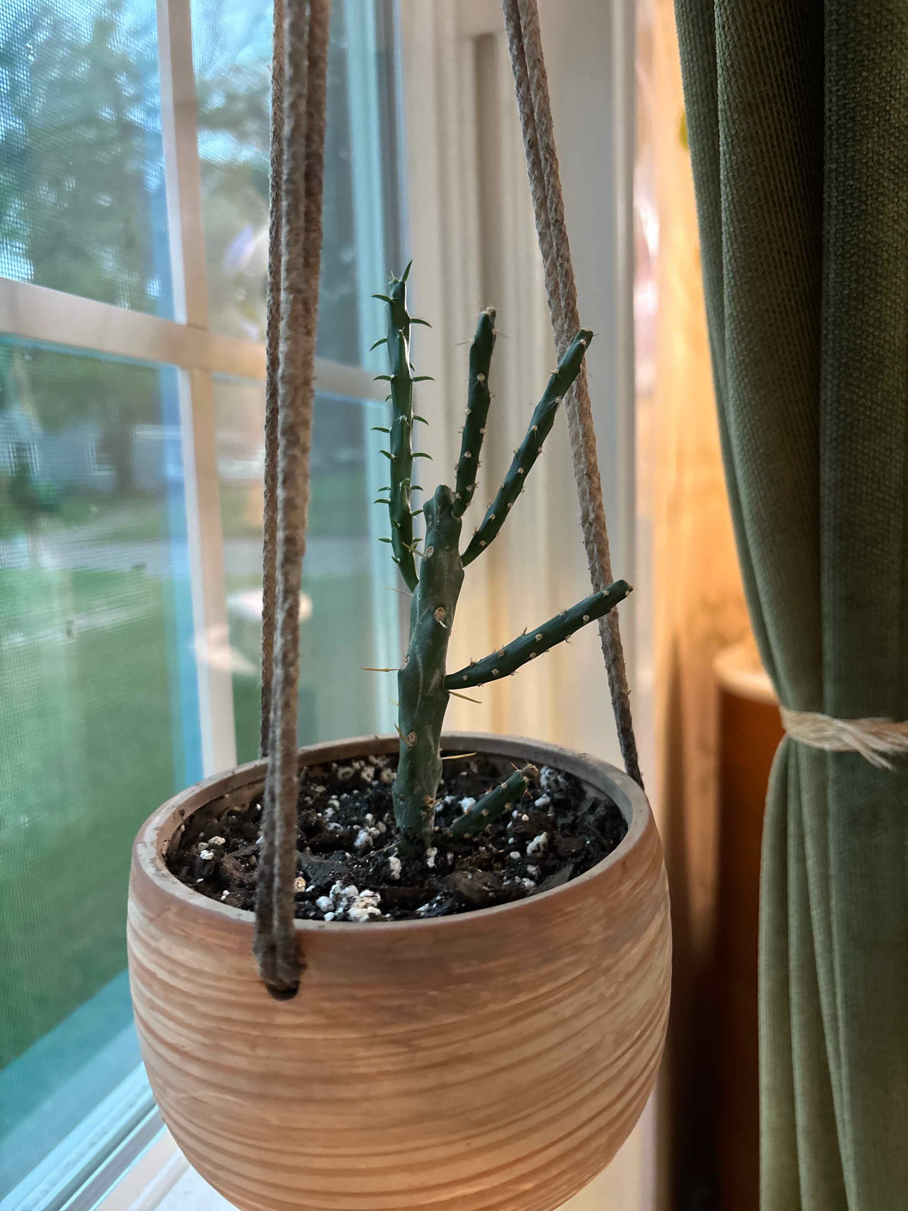 Photo of the plant species Klein's Cholla by @Hilly99 named Calvin on Greg, the plant care app