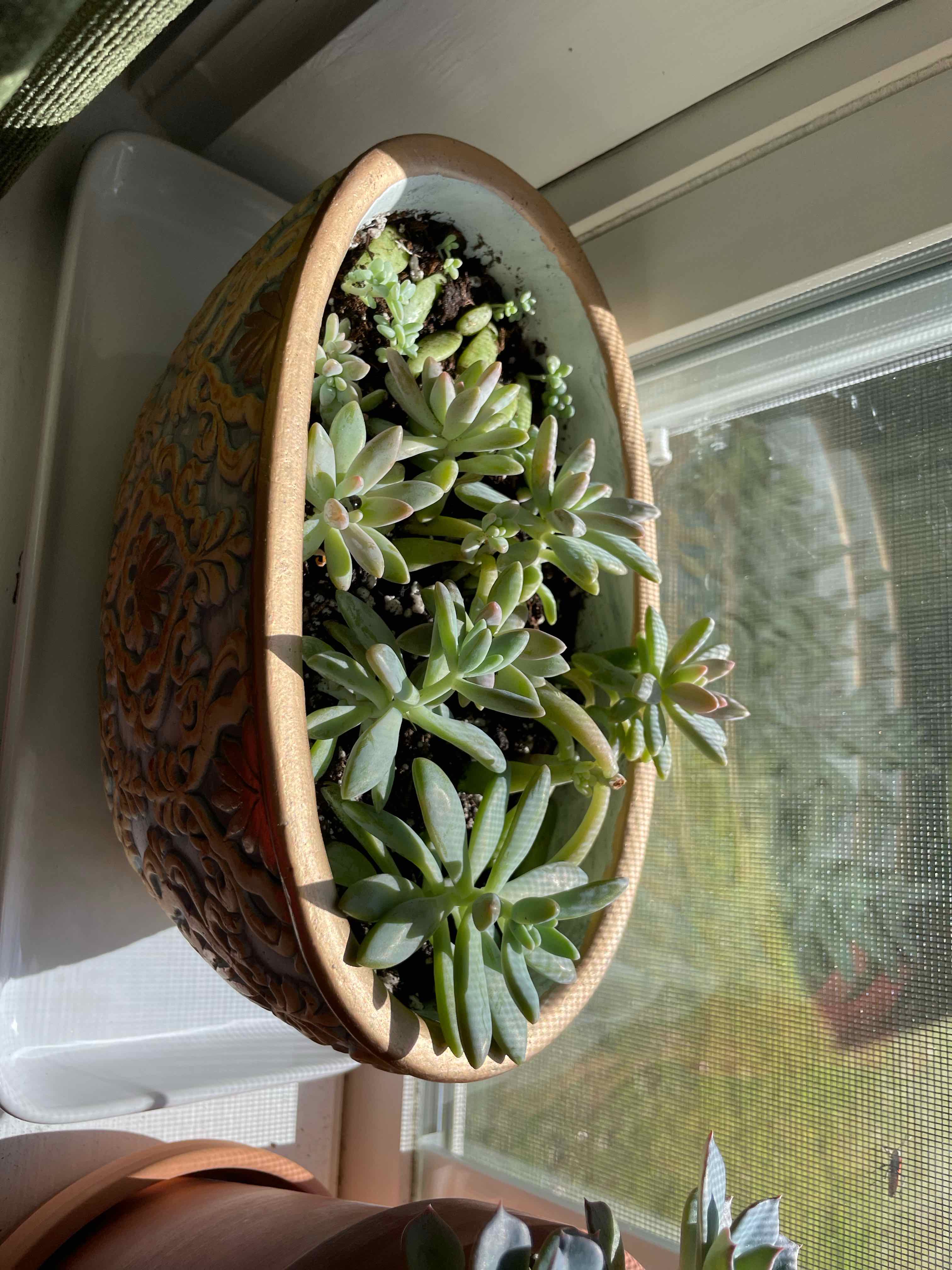 Potted Graptosedum 'Darley Sunshine' succulent on a windowsill, healthy and well-lit.