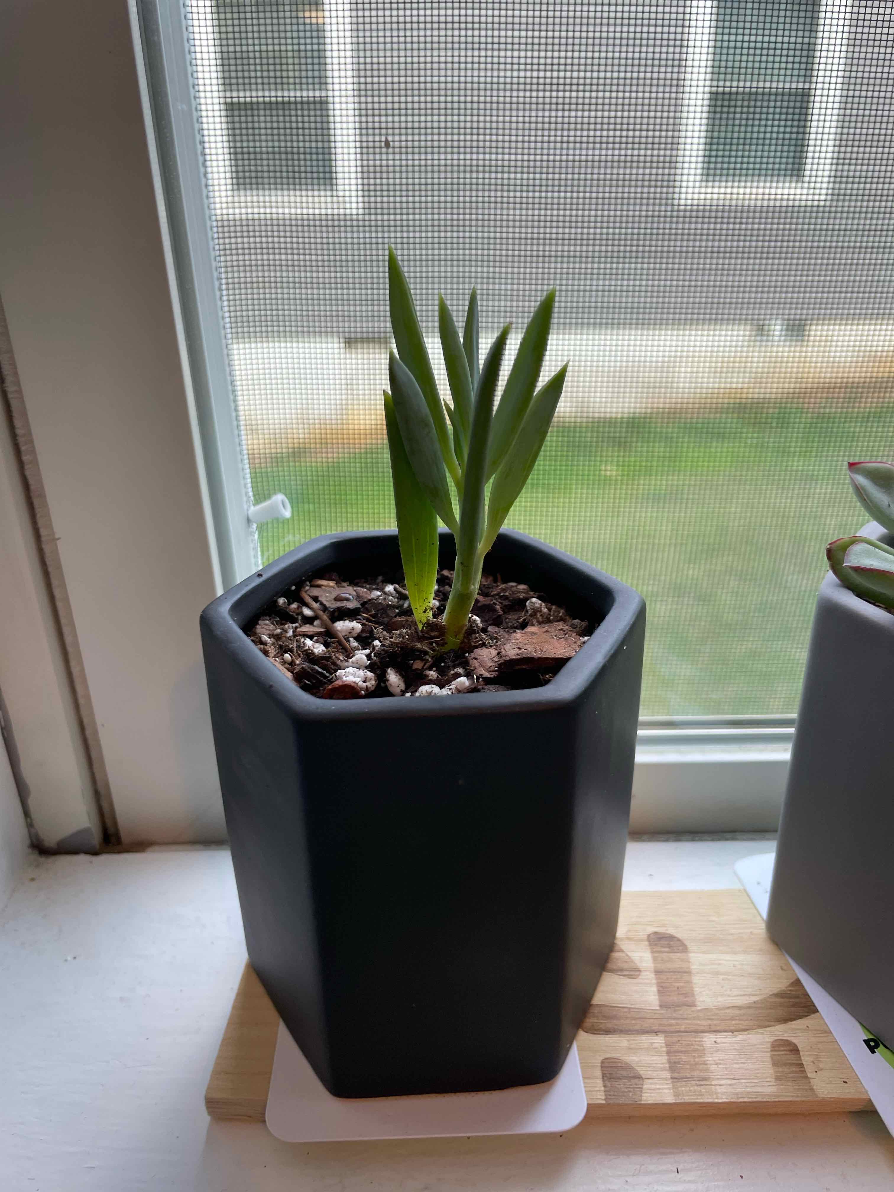 Skyscraper Senecio plant in a black hexagonal pot on a windowsill.