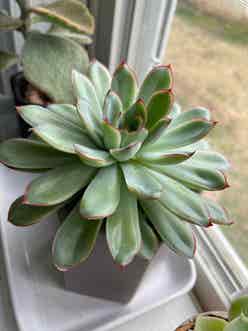 Pulido's Echeveria plant