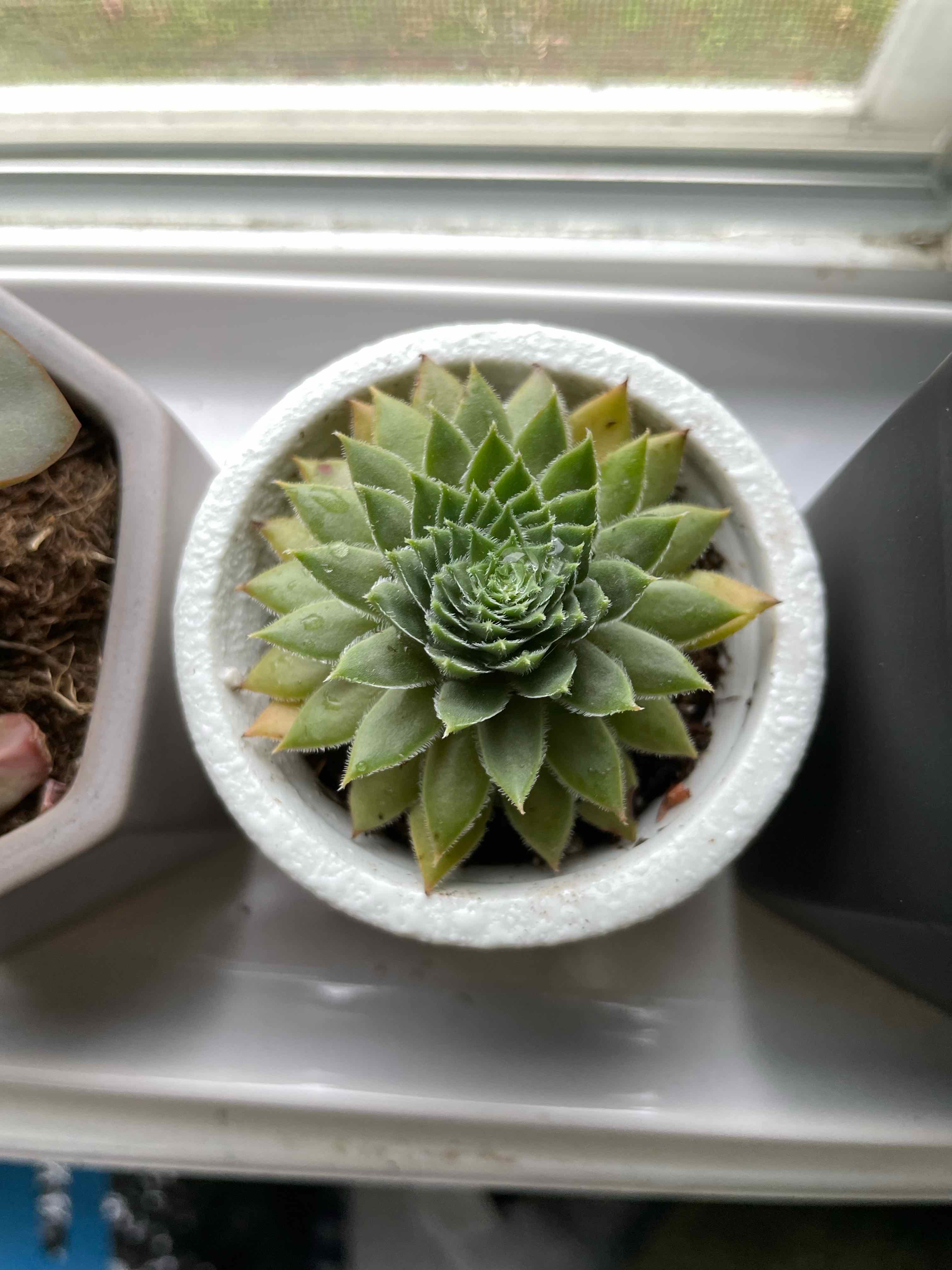 Photo of the plant species Hens and Chicks by @Hilly99 named Chickaletta II, Second of Her Name- The Firm on Greg, the plant care app