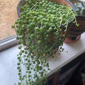 String of Pearls plant in Raleigh, North Carolina
