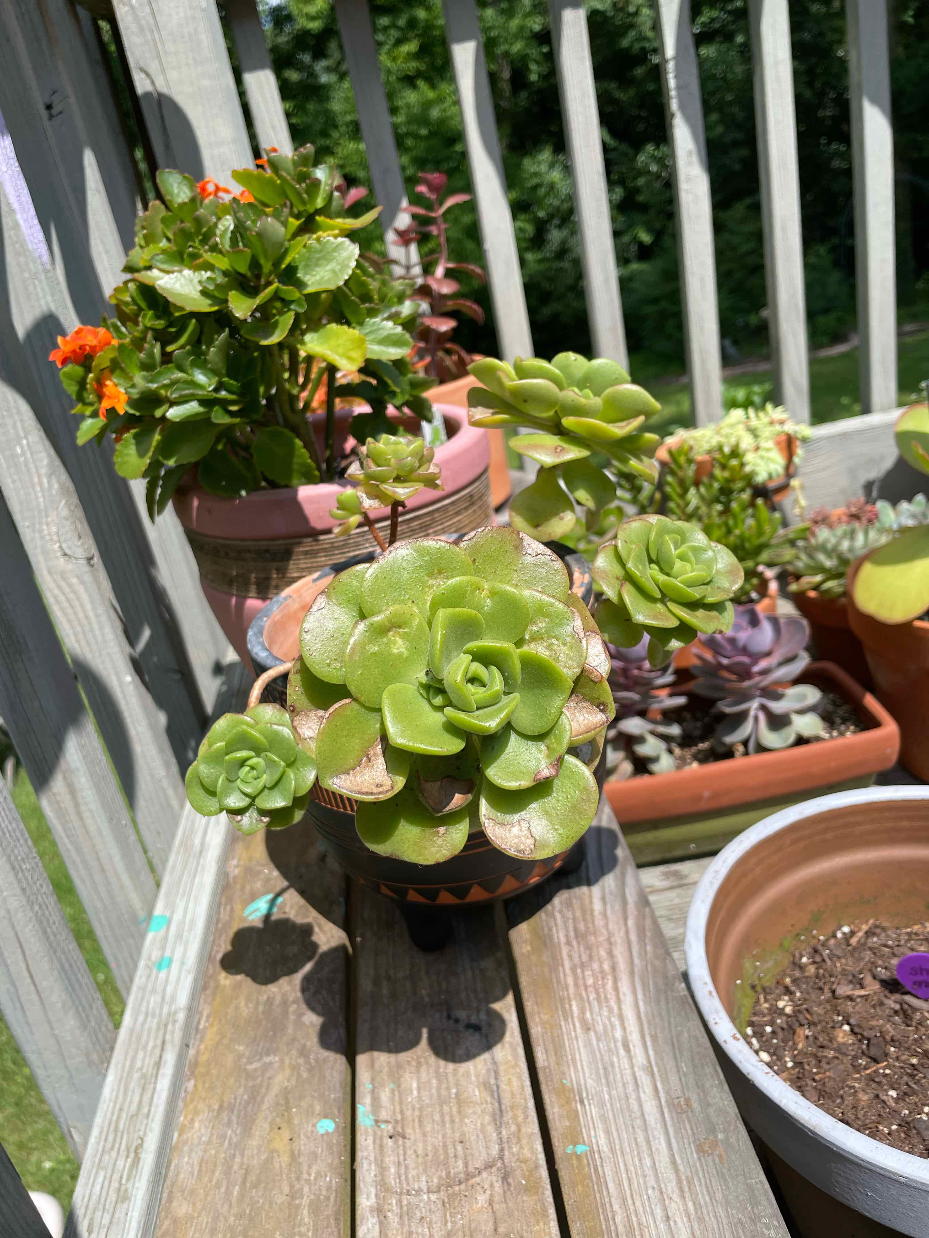 Aeonium 'Lily Pad' plant with vibrant green leaves, potted and placed on a wooden surface outdoors.