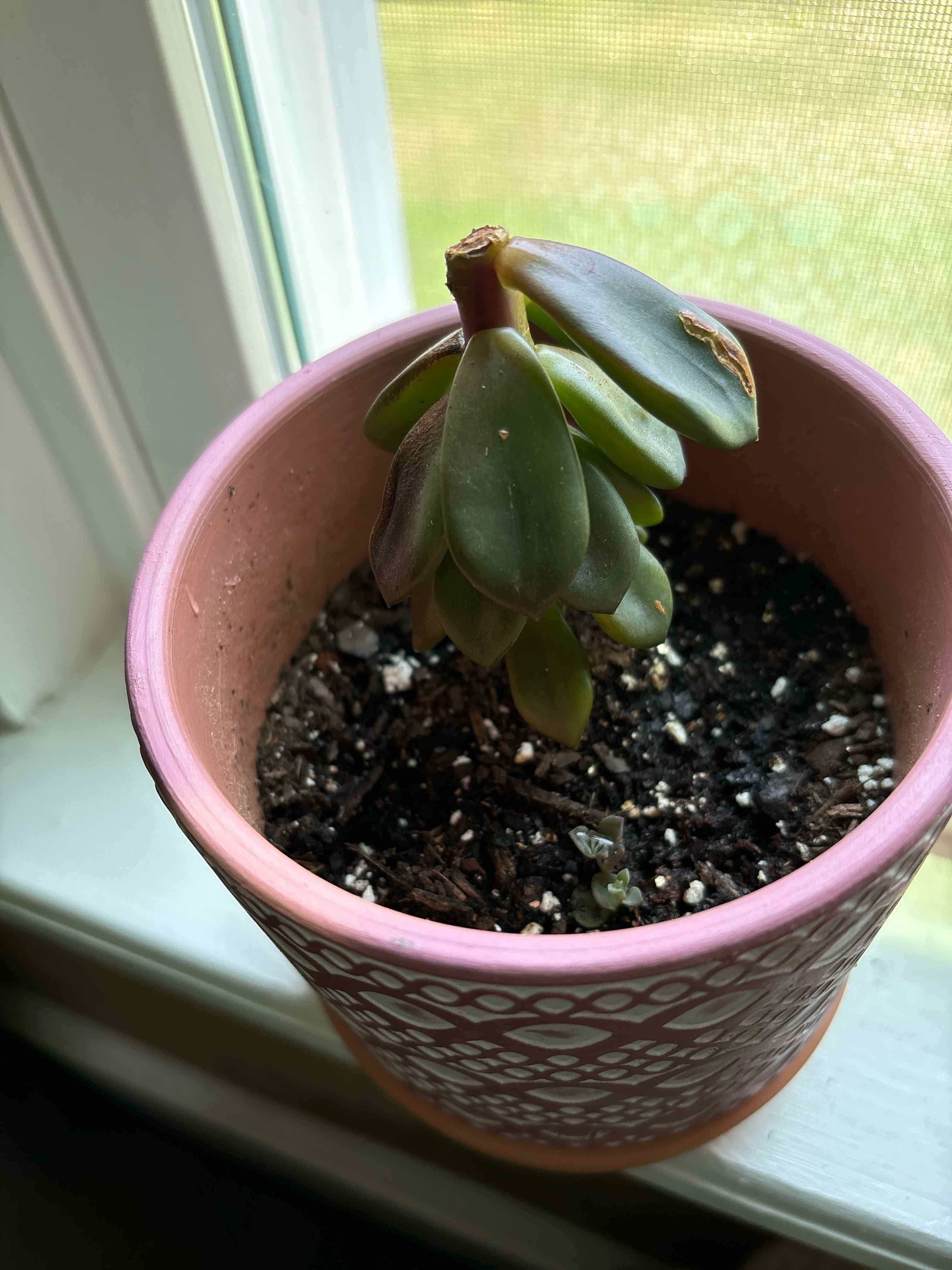 Potted Echeveria 'Licorice' succulent with some browning on leaf tips.