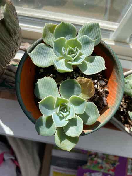Photo of the plant species Blue Rose Echeveria by Hilly99 named Bella on Greg, the plant care app