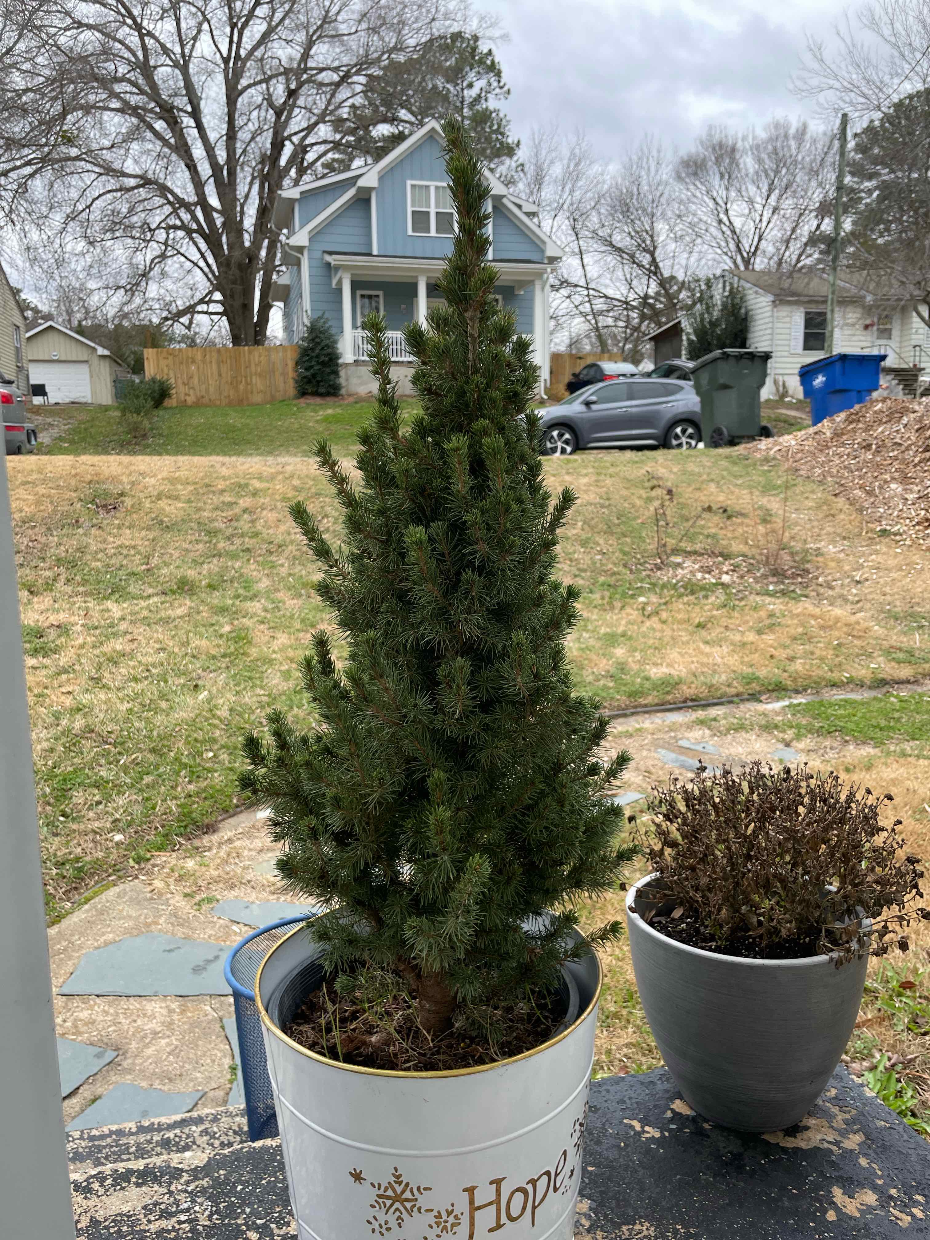 Blue Spruce plant in a pot outdoors, appears healthy with dense green foliage.