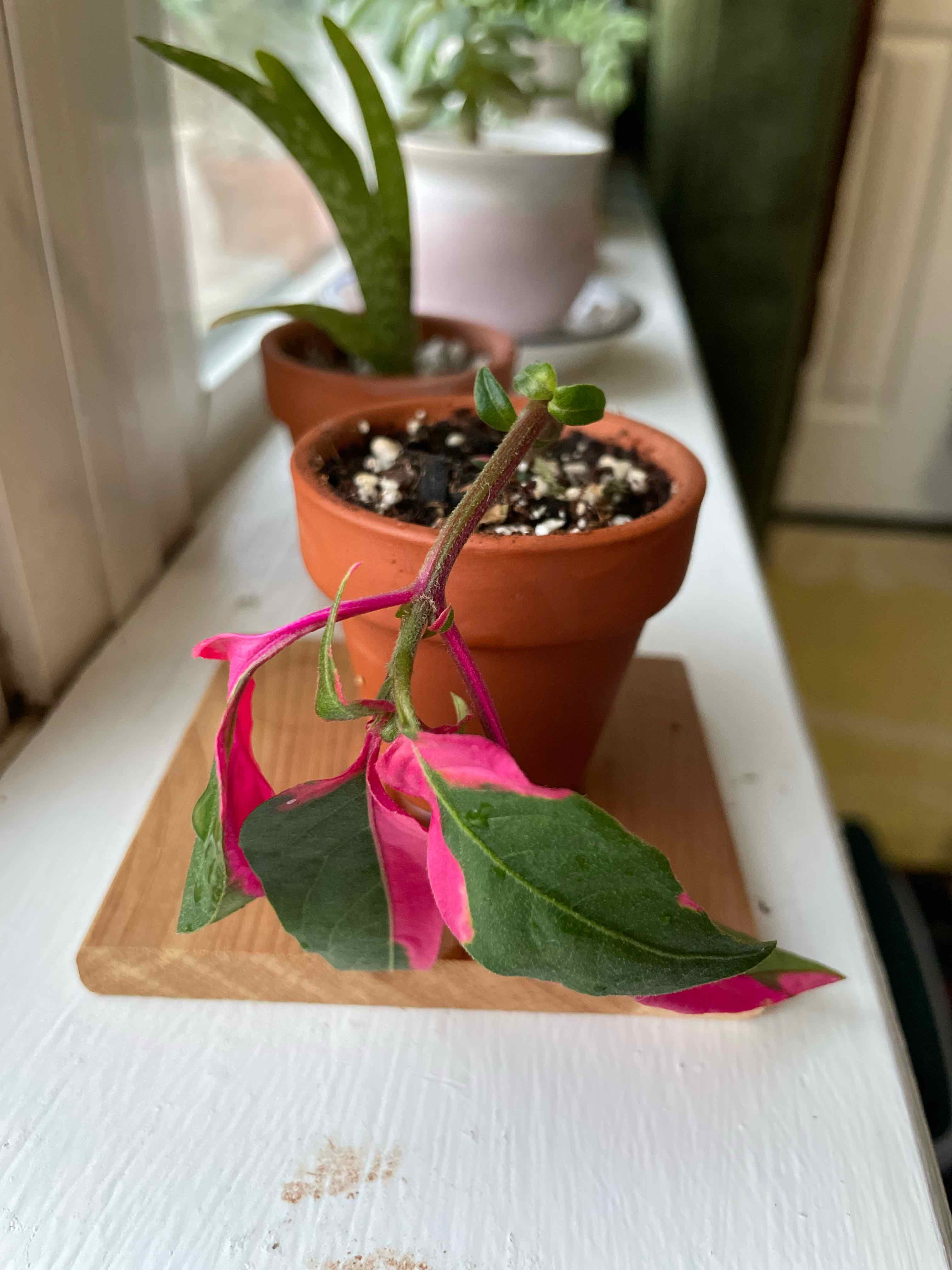 Party Time Alternanthera plant in a terracotta pot with vibrant pink and green leaves, some wilted.