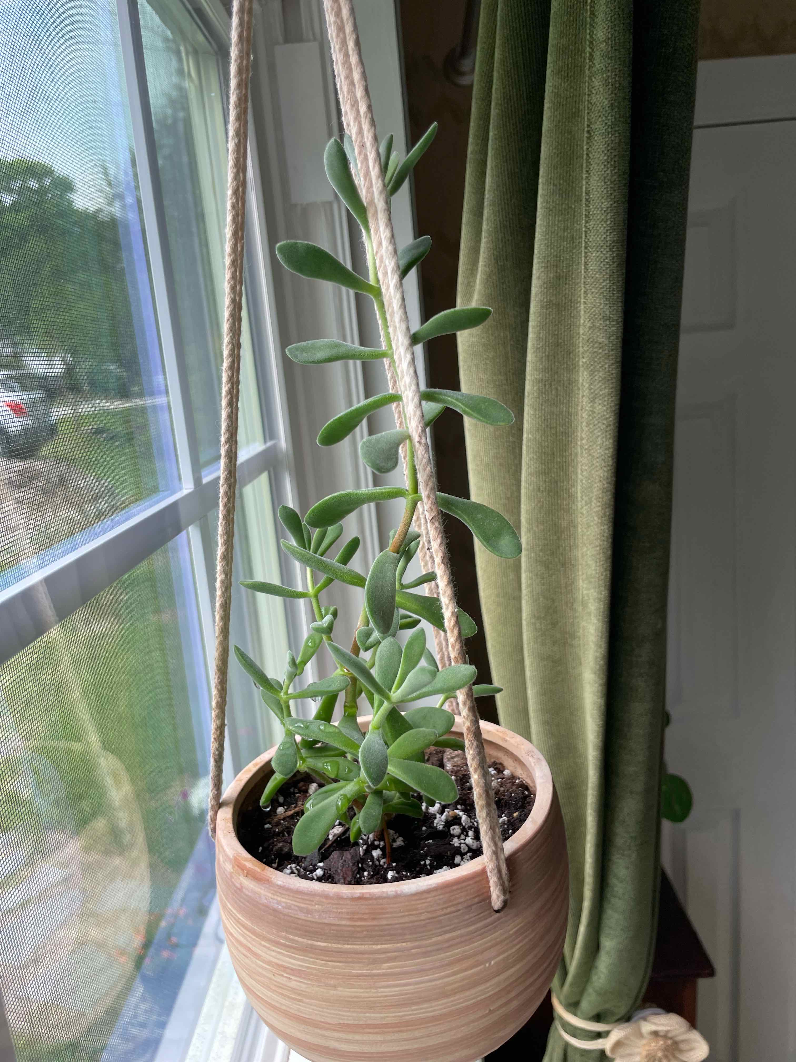 Crassula rogersii plant in a hanging pot near a window, appears healthy.