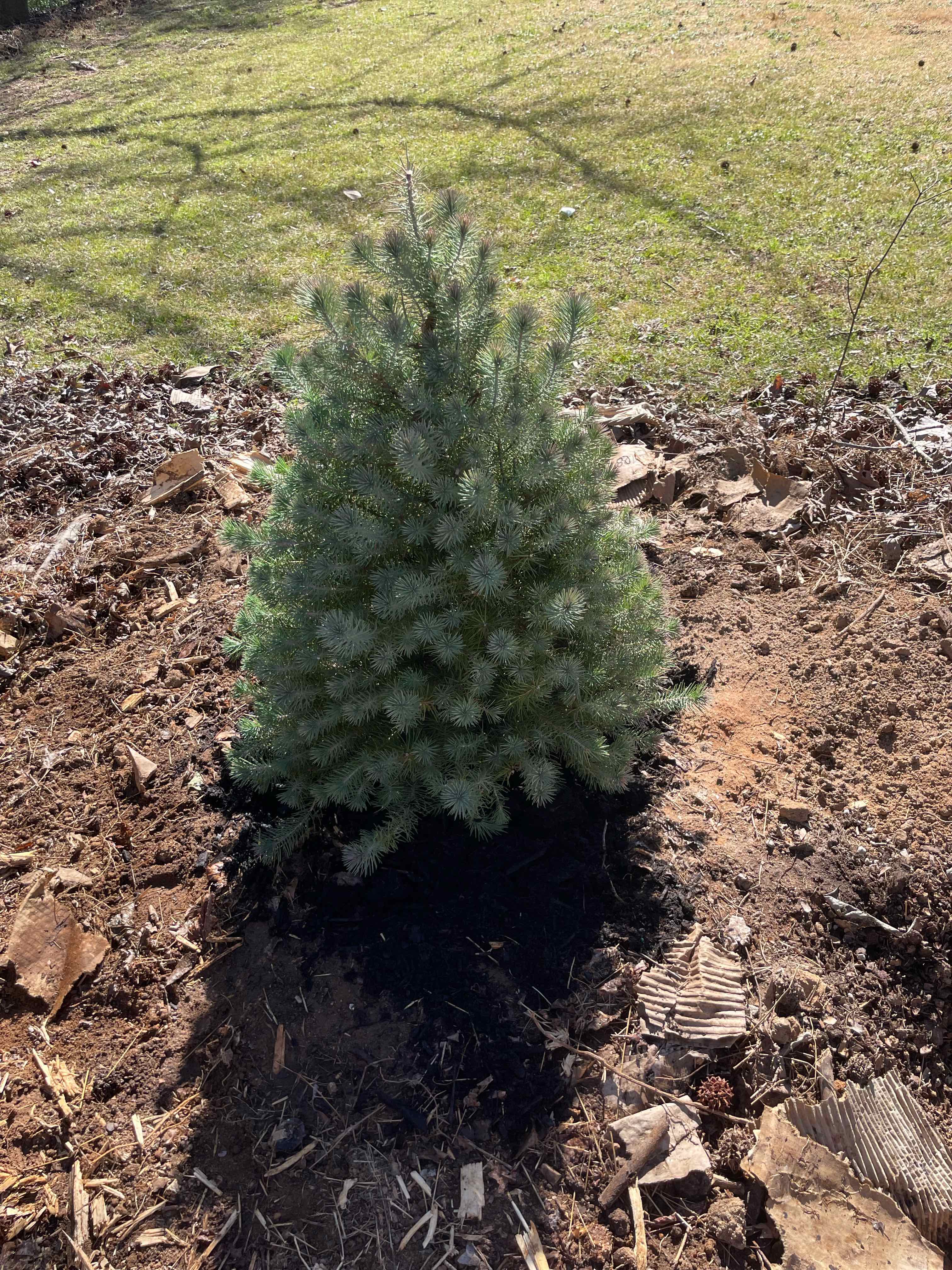 A young Blue Spruce planted in the ground with visible soil and healthy green foliage.