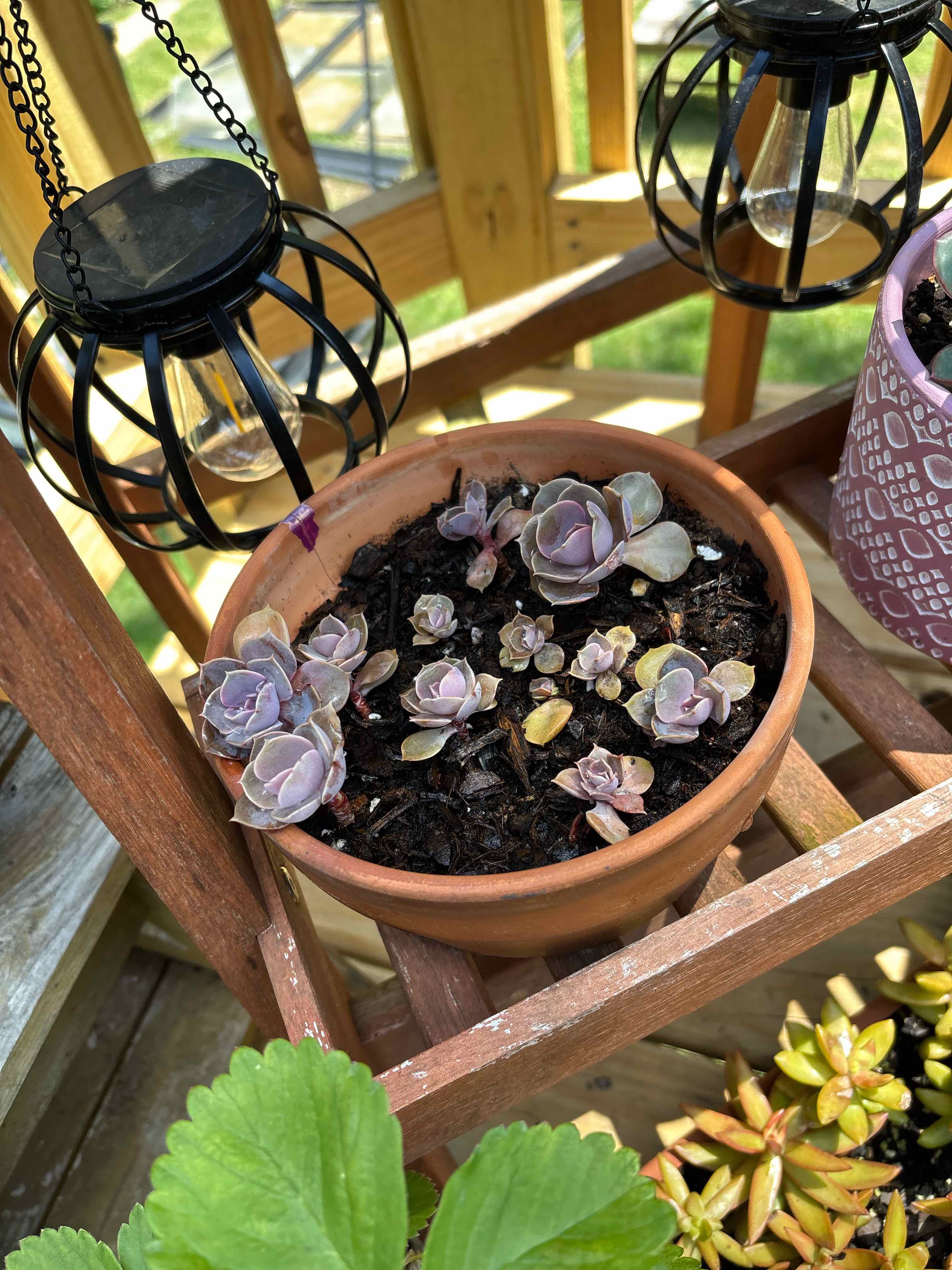 Photo of the plant species Echeveria 'Purple Pearl' by @Hilly99 named The Purple One on Greg, the plant care app