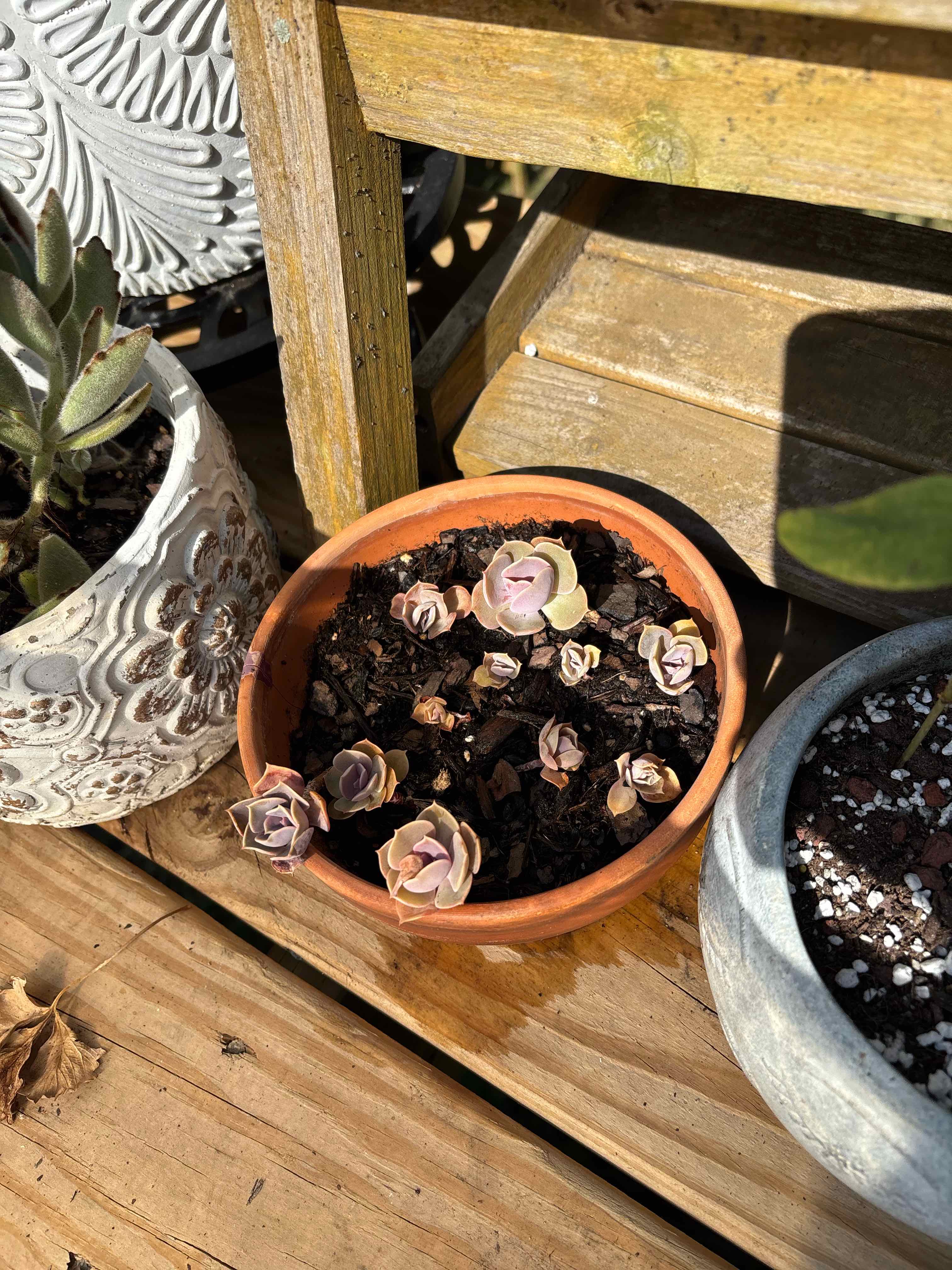 Photo of the plant species Echeveria 'Purple Pearl' by @Hilly99 named The Purple One on Greg, the plant care app