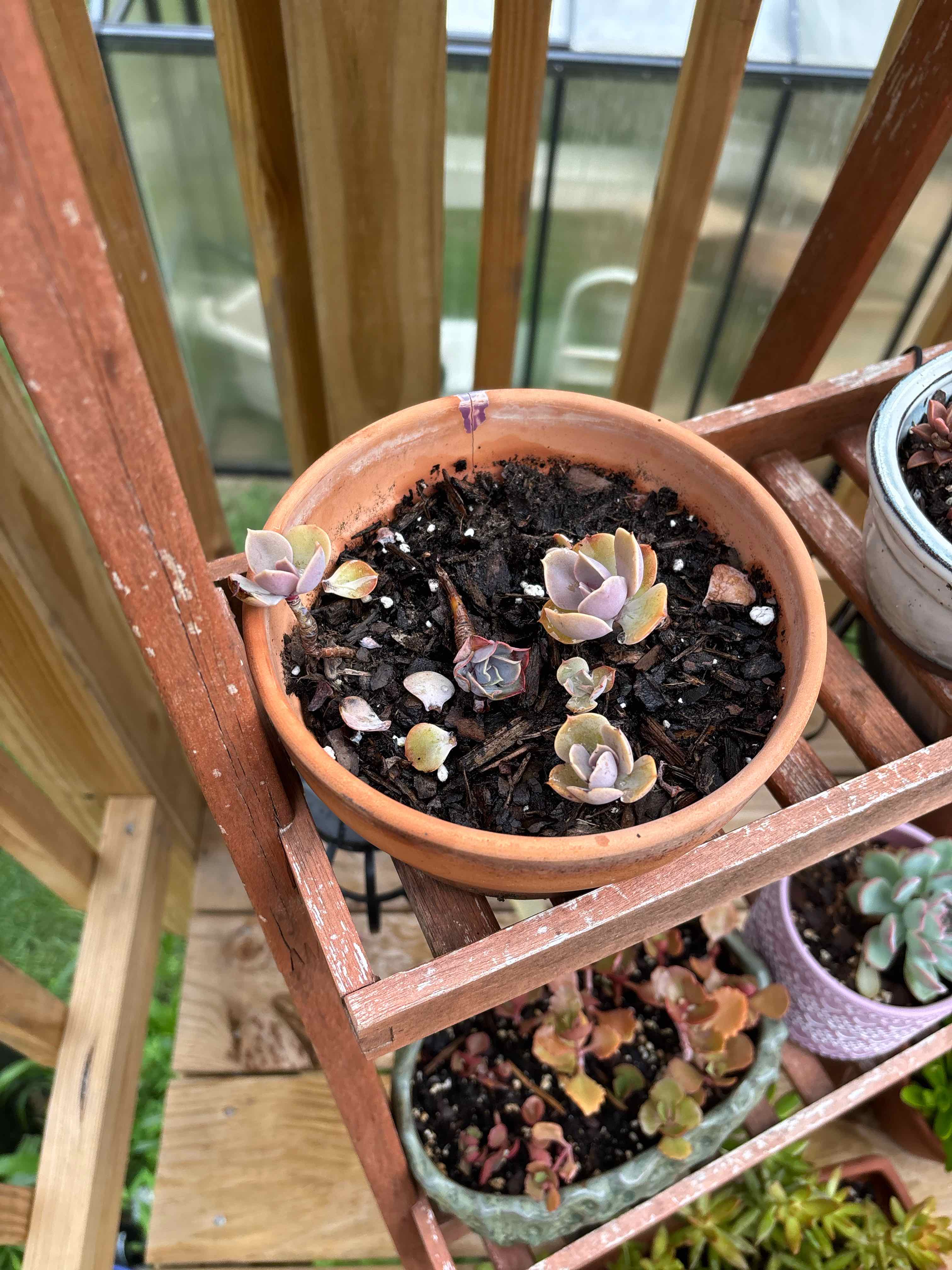 Photo of the plant species Echeveria 'Purple Pearl' by @Hilly99 named The Purple One on Greg, the plant care app