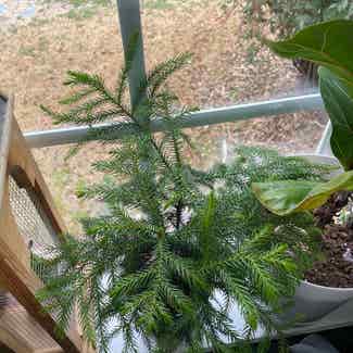 Norfolk Island Pine plant in Raleigh, North Carolina