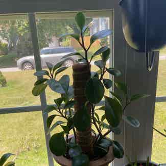 Baby Rubber Plant plant in Raleigh, North Carolina