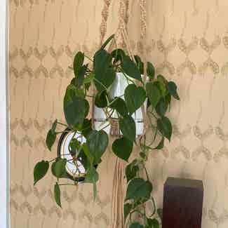 Heartleaf Philodendron plant in Raleigh, North Carolina