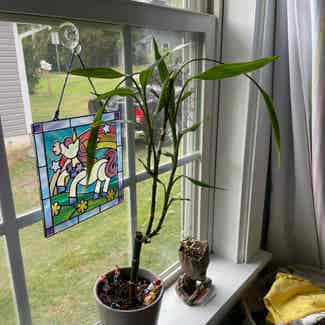 Lucky Bamboo plant in Raleigh, North Carolina