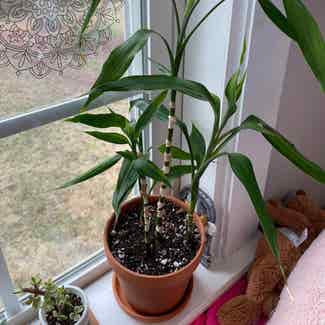 Lucky Bamboo plant in Raleigh, North Carolina