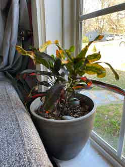 Croton Mammy plant