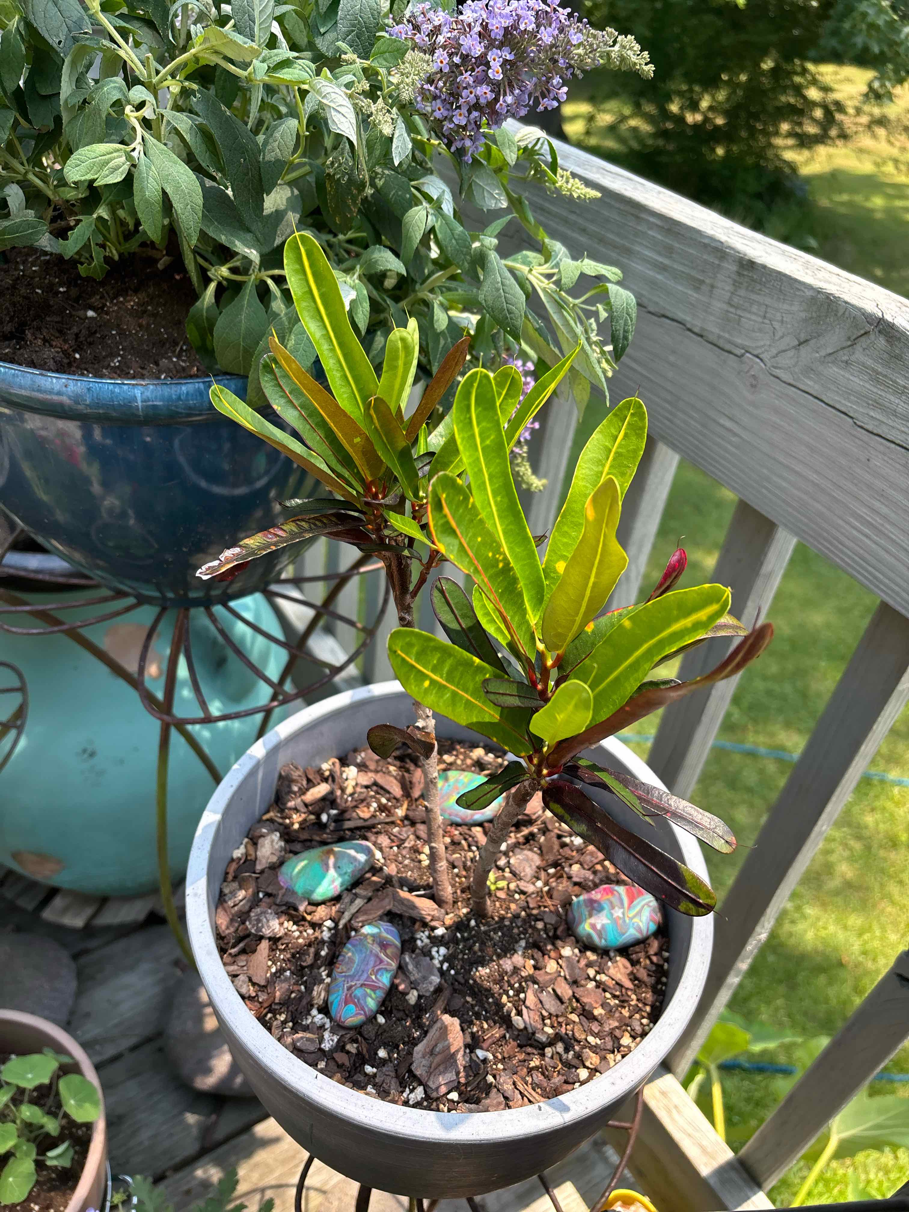 Potted Croton Mammy plant with vibrant green leaves, visible soil, and no signs of disease.