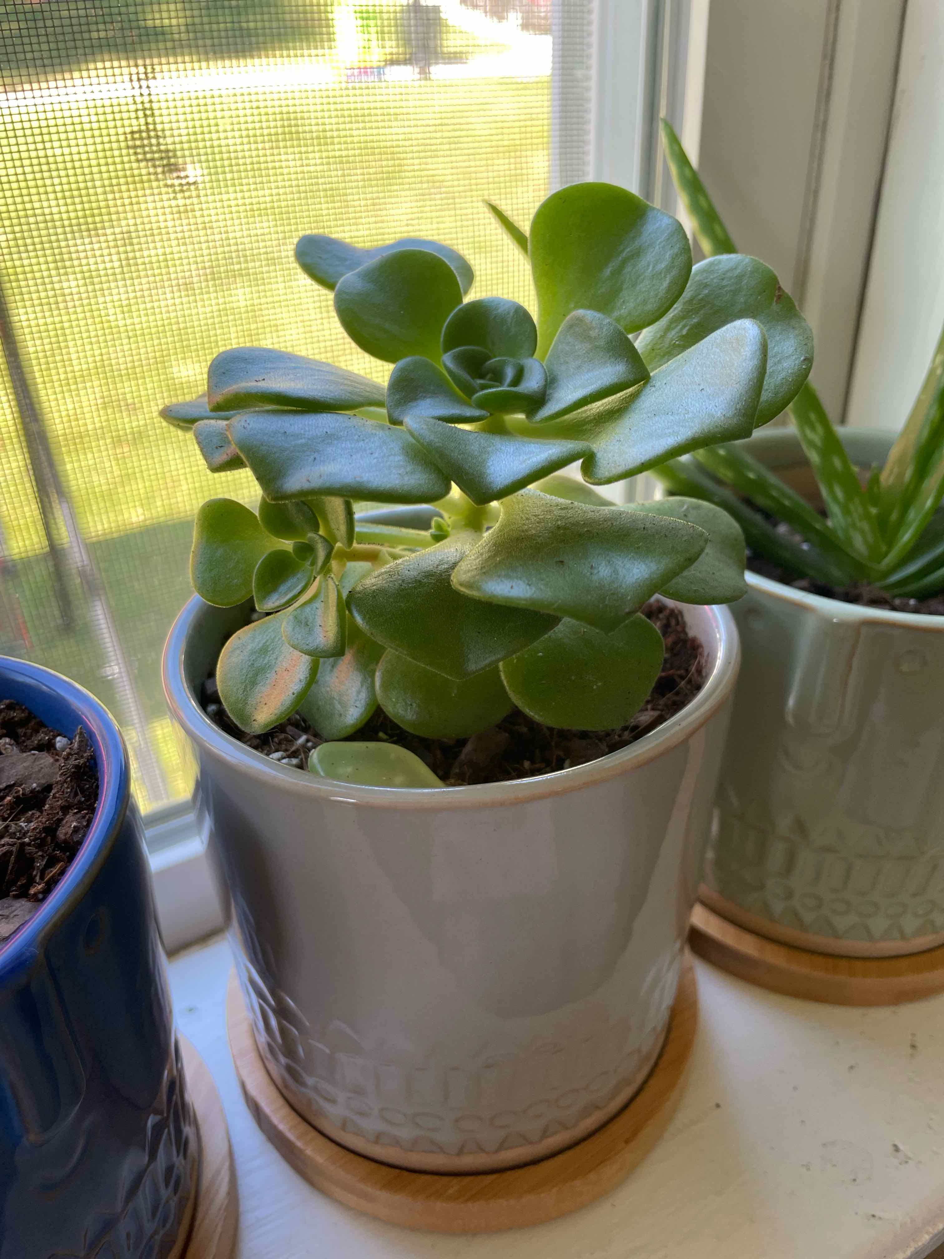 Aeonium 'Lily Pad' plant in a white pot on a windowsill, with healthy green leaves.