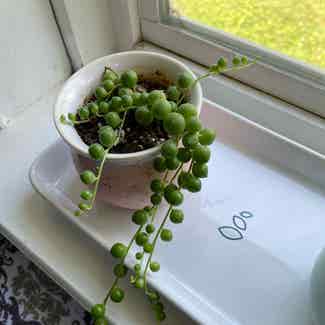 String of Pearls plant in Raleigh, North Carolina