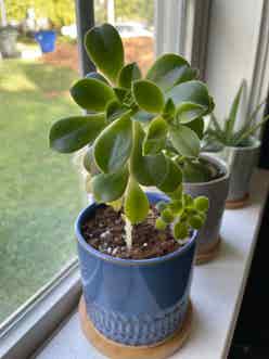 Aeonium 'Kiwi' plant