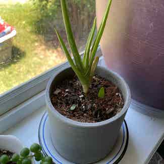 Aloe vera plant in Raleigh, North Carolina