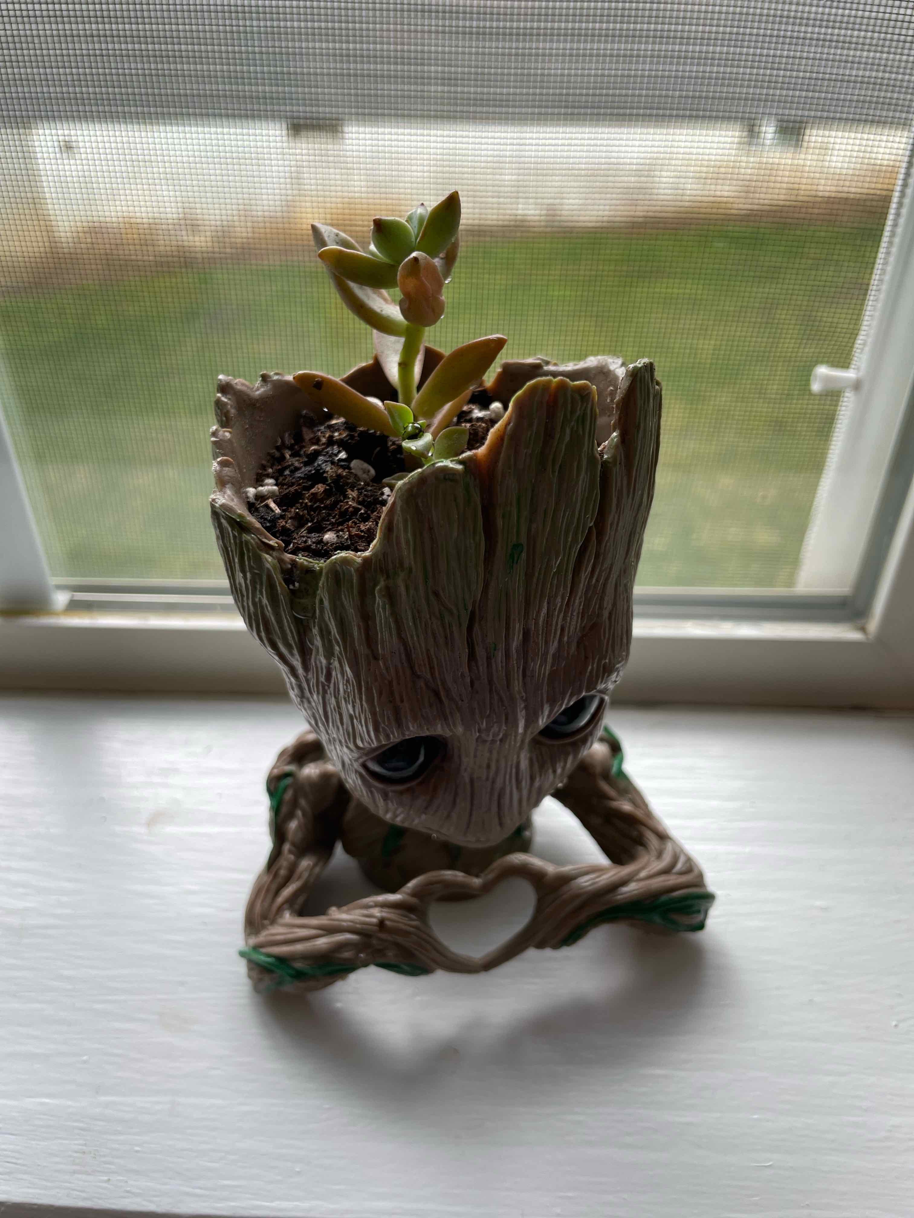 Graptosedum 'Copper Glow' succulent in a decorative pot on a windowsill.