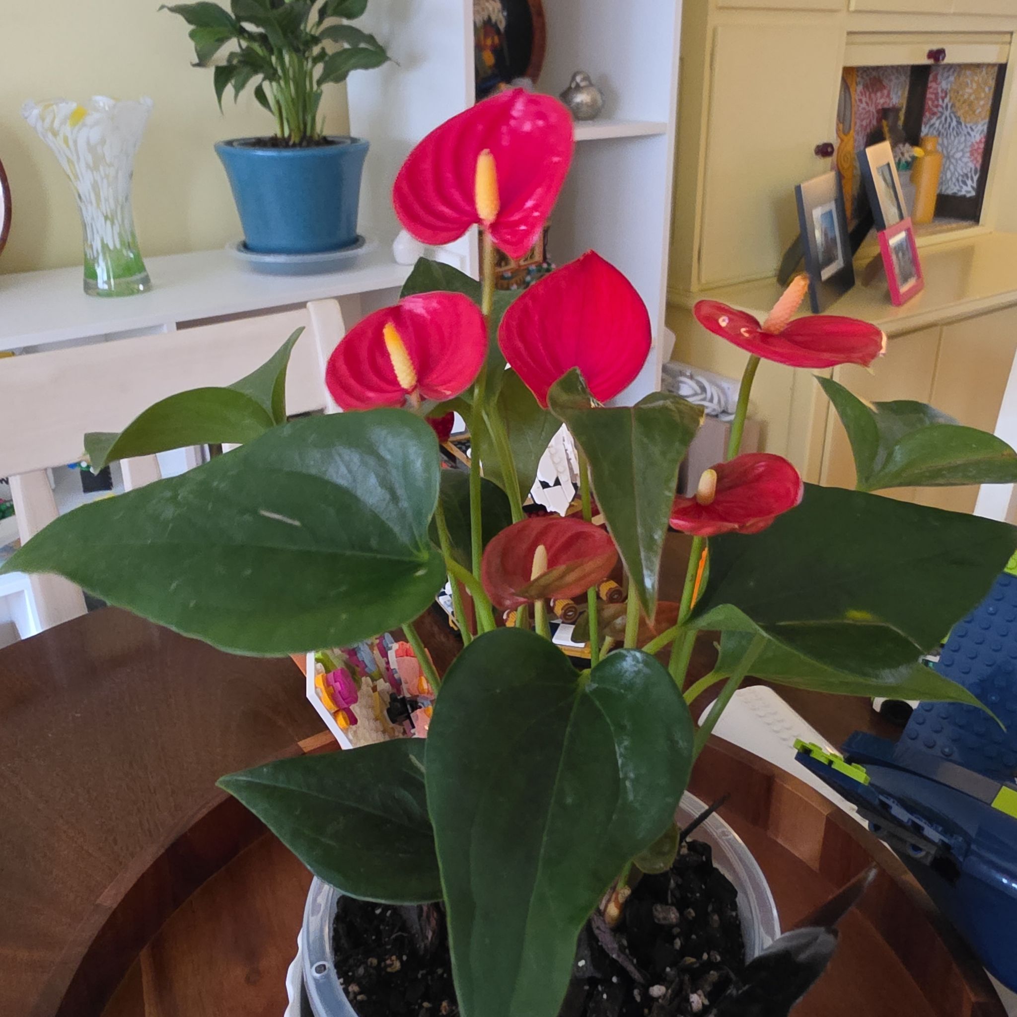Photo of the plant species Anthurium cirano by @BreezyPinusmugo named Austen on Greg, the plant care app