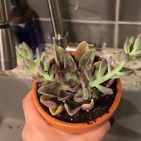 Photo of the plant species Graptoveria 'Jules' by @TopHoyalisa26 named Girlfrond on Greg, the plant care app