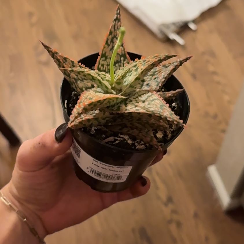 Photo of the plant species Firecracker by @TopHoyalisa26 named Treeyoncé on Greg, the plant care app