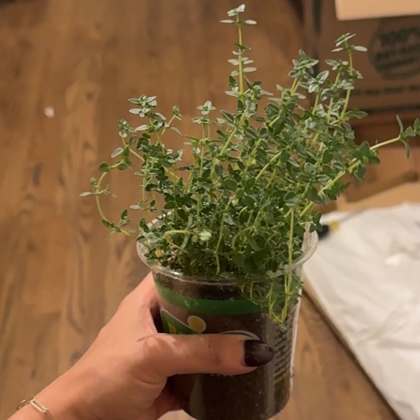 Photo of the plant species Common Thyme by @TopHoyalisa26 named Maya on Greg, the plant care app