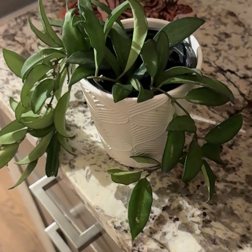 Photo of the plant species Hoya rosita 'Adrift' by @TopHoyalisa26 named Hamilton on Greg, the plant care app