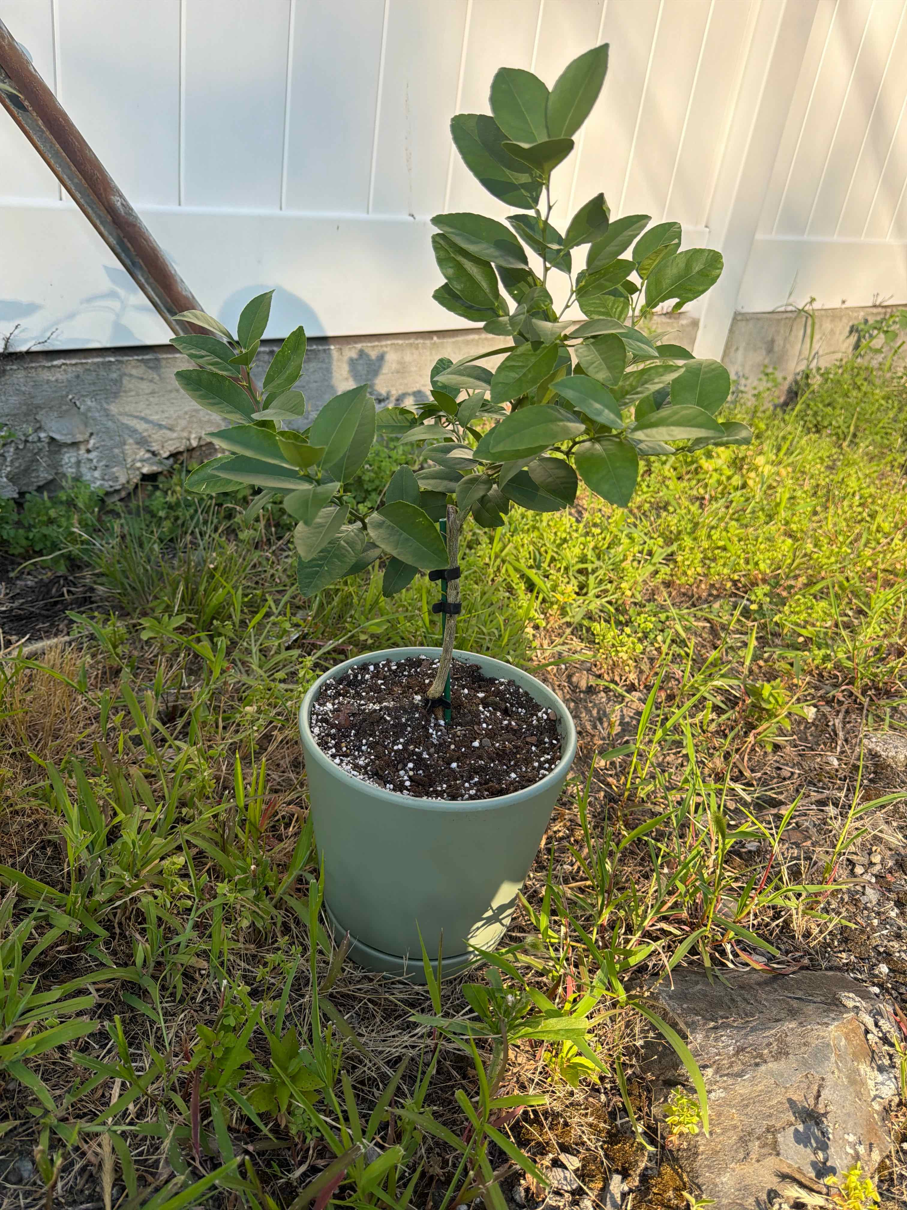 Photo of the plant species Key Lime Tree by @ModelBibi6 named Messi on Greg, the plant care app