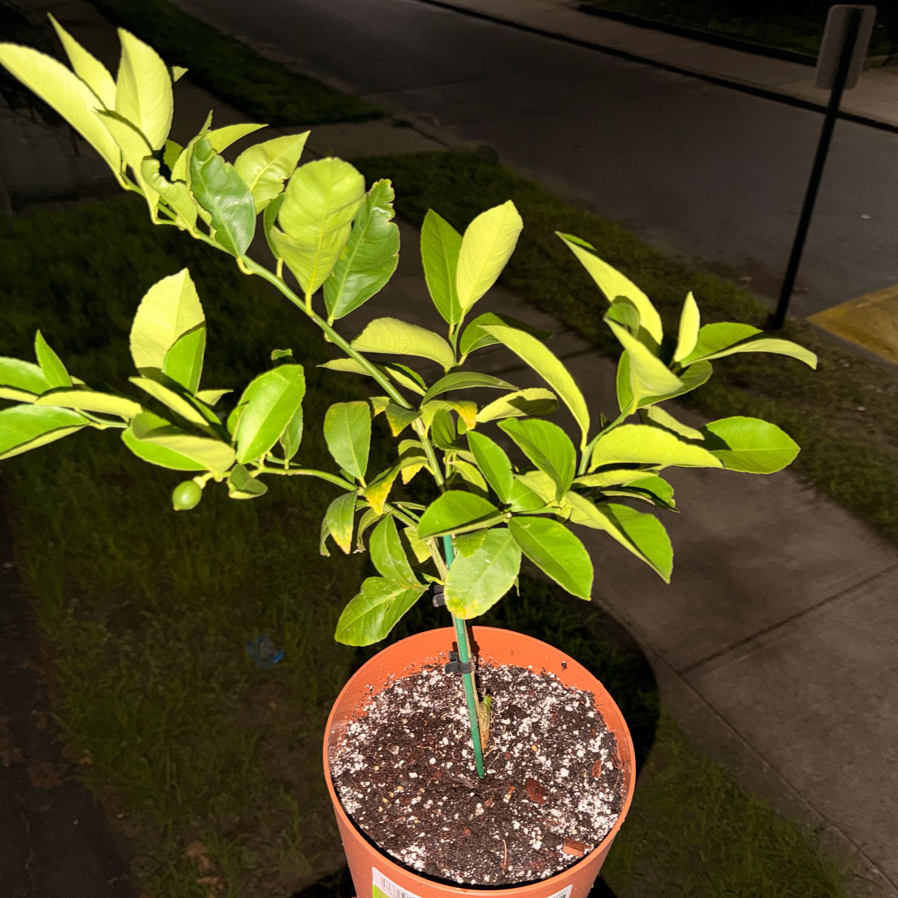 Photo of the plant species Mock Orange by @ModelBibi6 named Wall-E on Greg, the plant care app