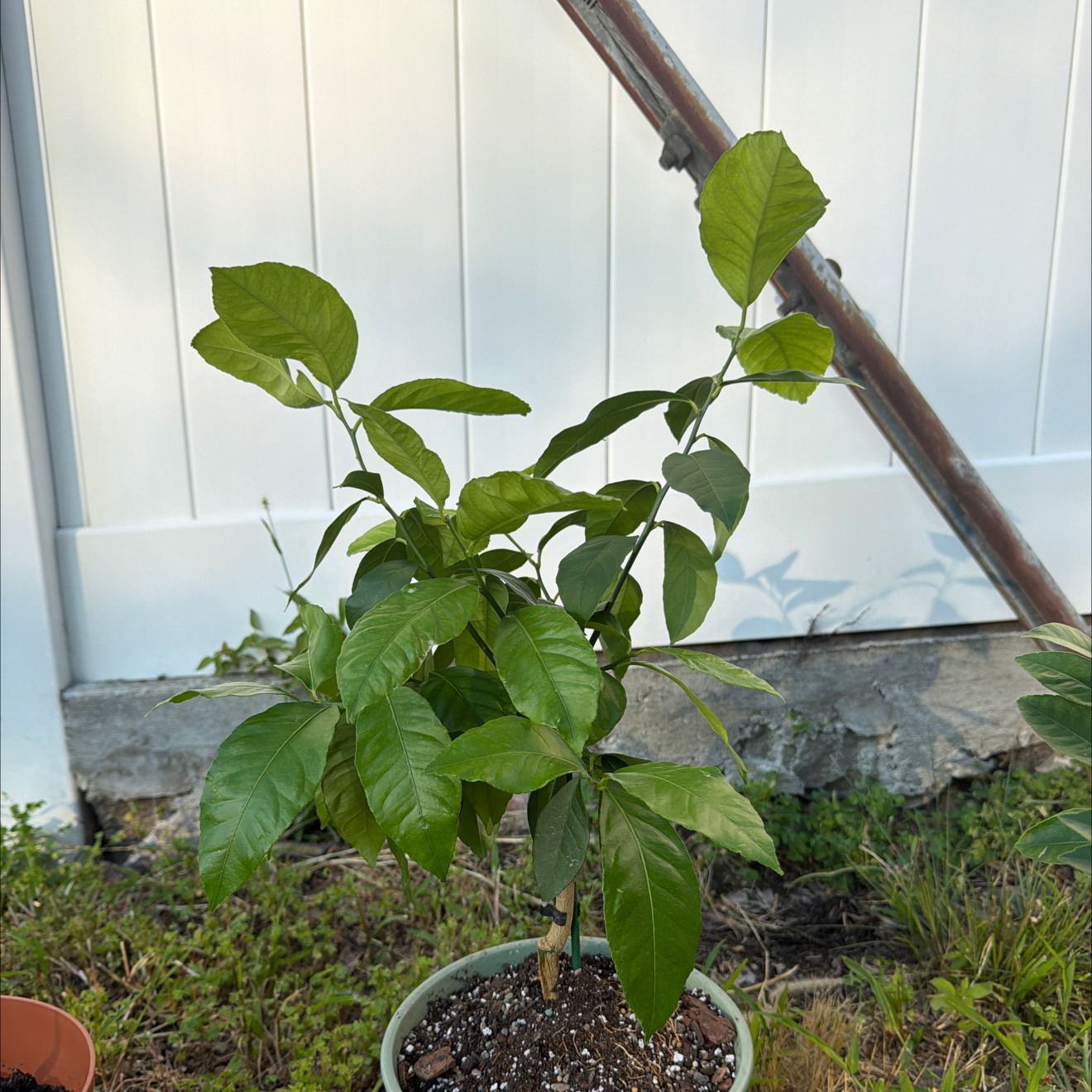 Photo of the plant species Eureka Lemon by @ModelBibi6 named La jefa on Greg, the plant care app