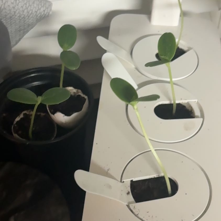 Photo of the plant species Cantaloupe by @SpunkySkimmia6 named Homer on Greg, the plant care app