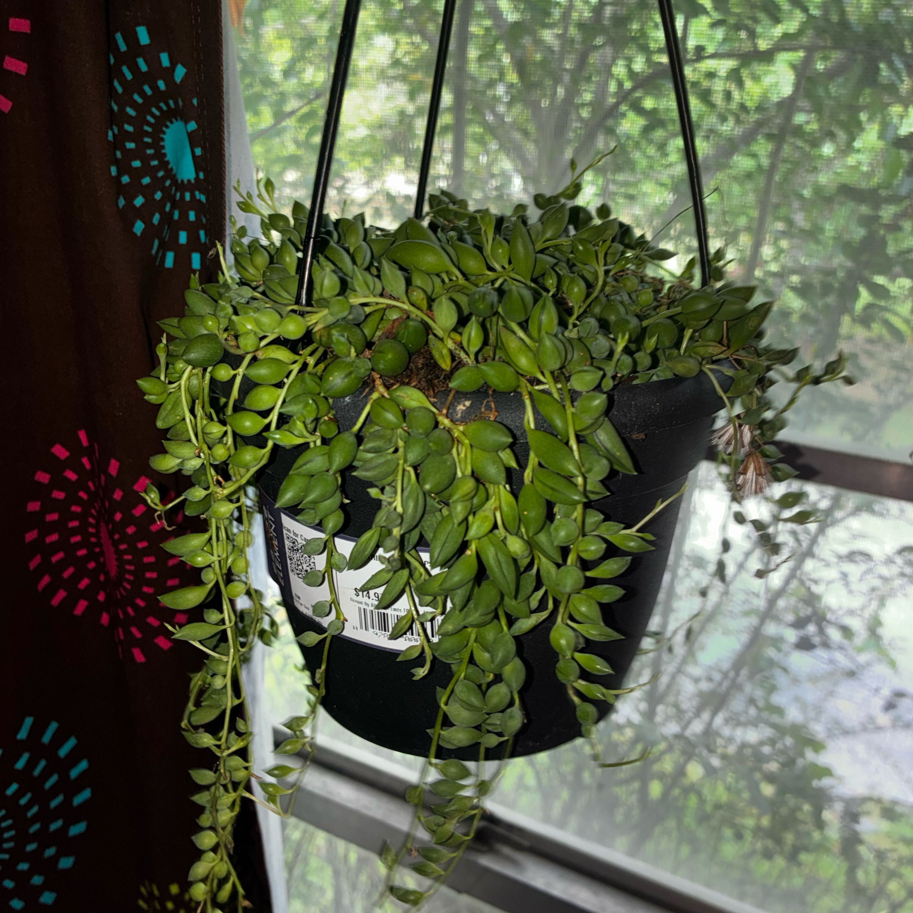 Photo of the plant species String of Tears by @QueenSourwood31 named Gregarious on Greg, the plant care app