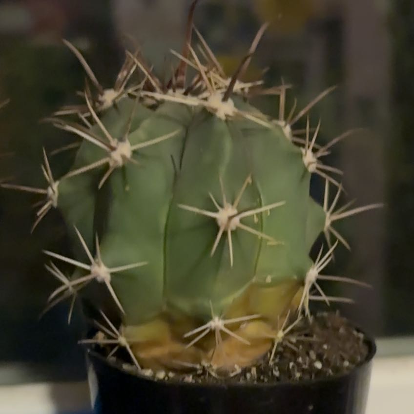 Photo of the plant species Ferocactus horridus by @YeahPeyote61 named Ferocactus Horridus on Greg, the plant care app