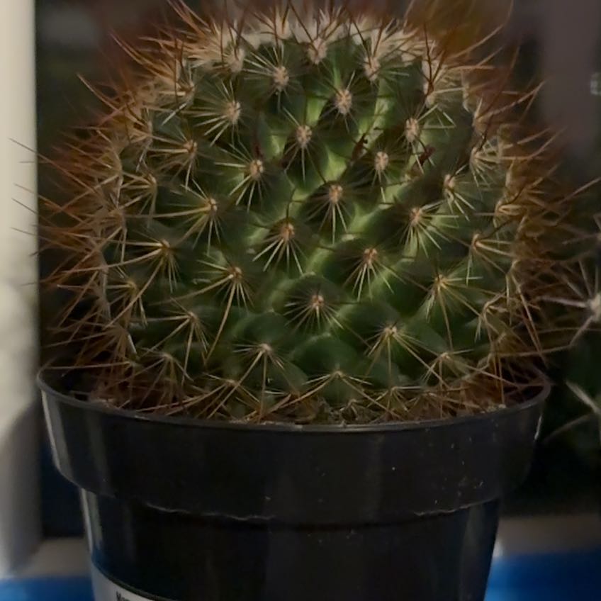 Photo of the plant species Rainbow Pincushion by @YeahPeyote61 named Mammillaria Rhodantha on Greg, the plant care app