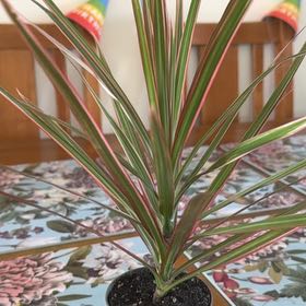 Photo of the plant species Madagascar Dragon Tree by @SvelteDyebush71 named Queen on Greg, the plant care app