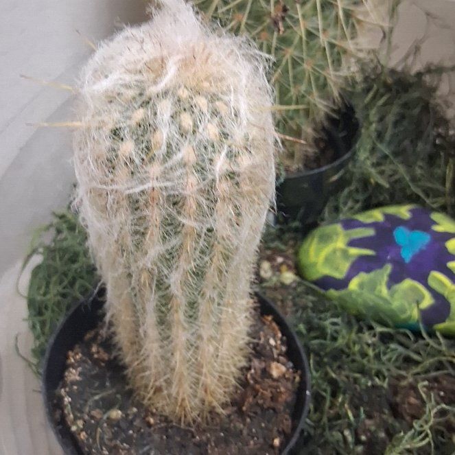 Photo of the plant species Old Man Cactus by @MerryPeyote37 named Kylie on Greg, the plant care app