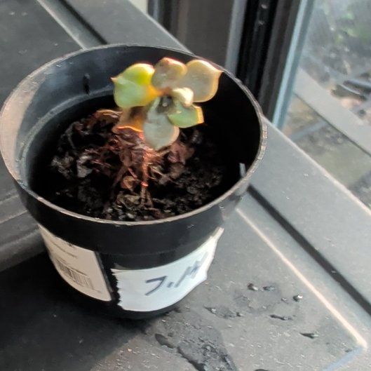 Photo of the plant species Echeveria 'Sleepy' by @NobleGlueseed0 named Sticky on Greg, the plant care app