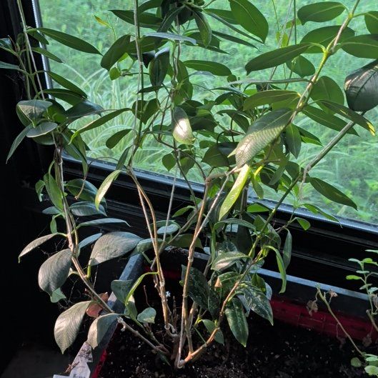 Photo of the plant species Dipladenia 'Rio' by @NobleGlueseed0 named Rio on Greg, the plant care app