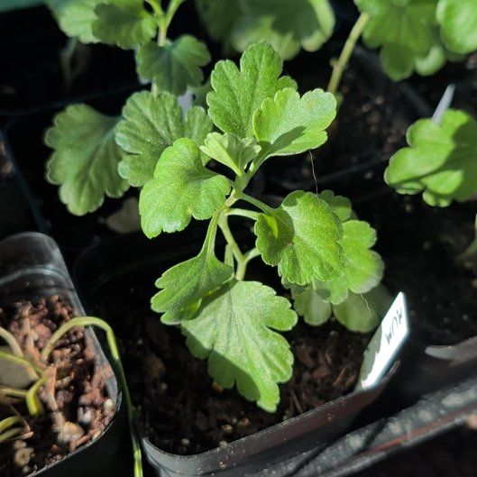 Photo of the plant species Chrysanthemum 'Crete' by @NobleGlueseed0 named Barry on Greg, the plant care app